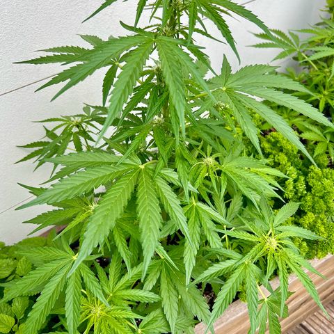 HulkBerry Automatic growlog timeline photo