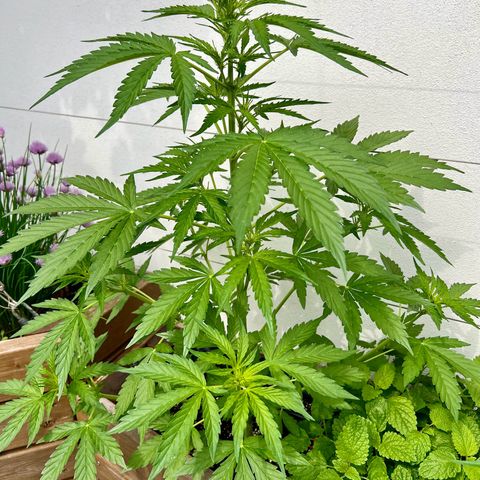 Purple Queen Automatic growlog timeline photo