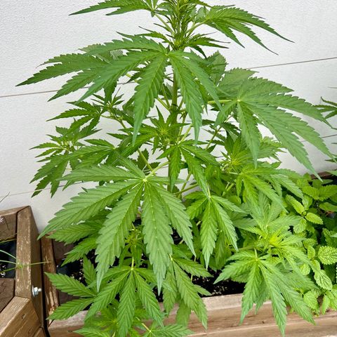 Purple Queen Automatic growlog timeline photo