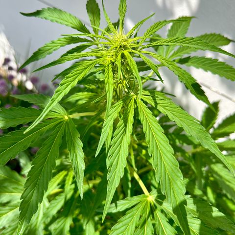 Purple Queen Automatic growlog timeline photo