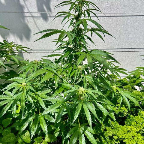 HulkBerry Automatic growlog timeline photo