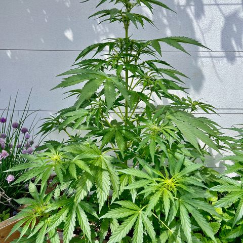 Purple Queen Automatic growlog timeline photo