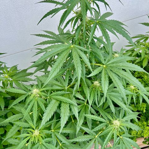 HulkBerry Automatic growlog timeline photo