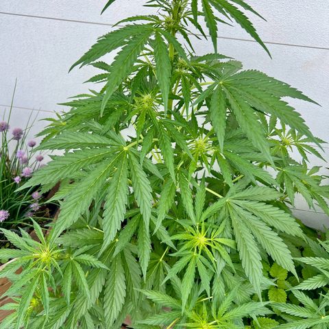 Purple Queen Automatic growlog timeline photo