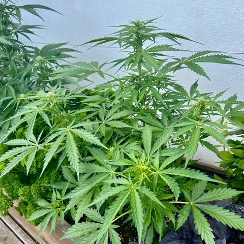 Sherbet Queen growlog timeline photo