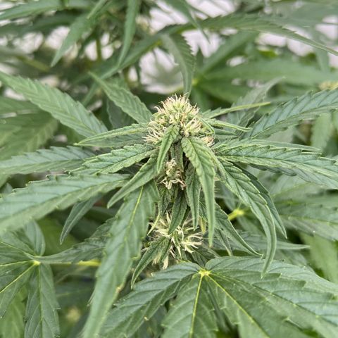 HulkBerry Automatic growlog timeline photo
