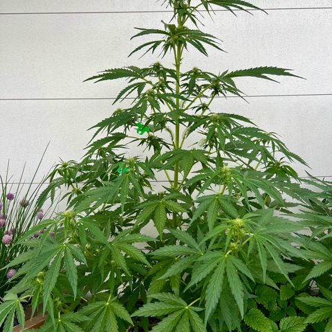 Purple Queen Automatic growlog timeline photo
