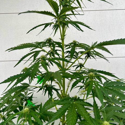 Purple Queen Automatic growlog timeline photo