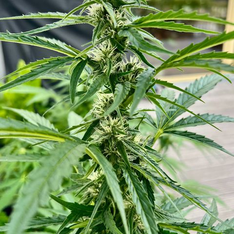 HulkBerry Automatic growlog timeline photo