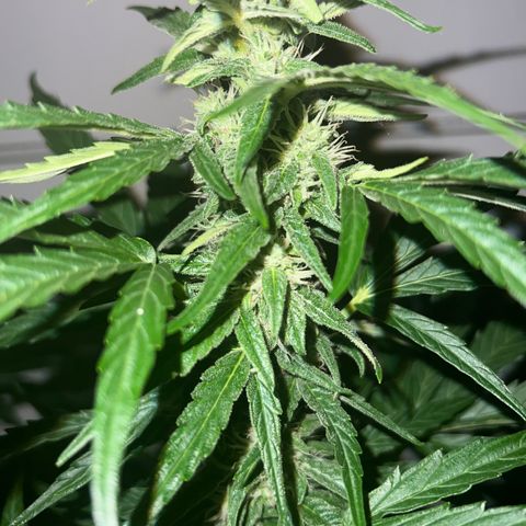 HulkBerry Automatic growlog timeline photo