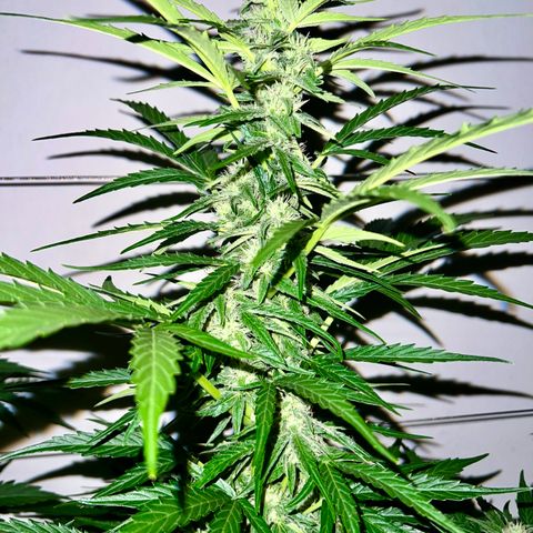 HulkBerry Automatic growlog timeline photo
