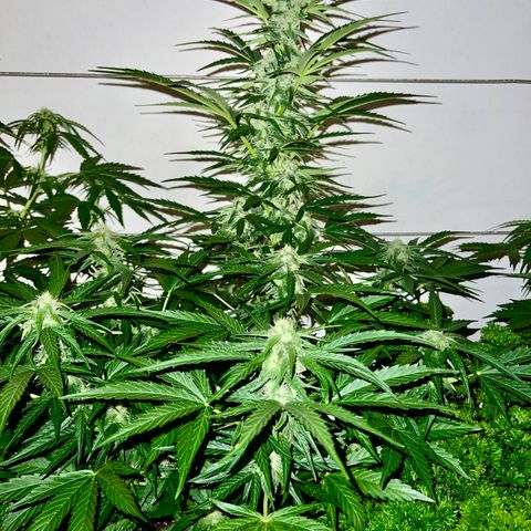 HulkBerry Automatic growlog timeline photo