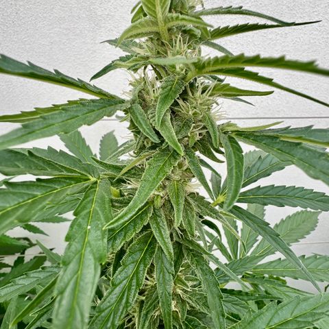 HulkBerry Automatic growlog timeline photo