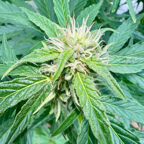 HulkBerry Automatic growlog timeline photo
