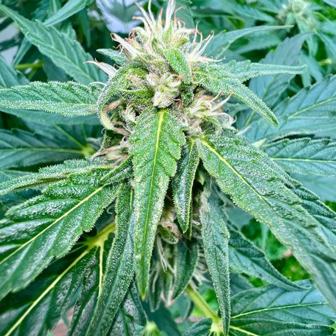 HulkBerry Automatic growlog timeline photo