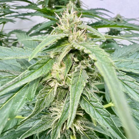 HulkBerry Automatic growlog timeline photo