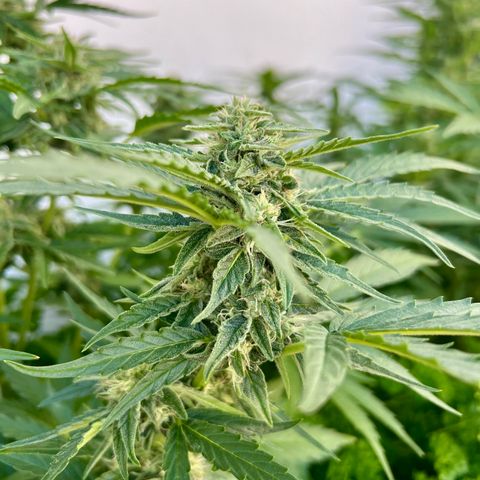 HulkBerry Automatic growlog photo: It should be ready for harvest in 2-3 weeks! 