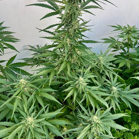 HulkBerry Automatic growlog photo: It should be ready for harvest in 2-3 weeks! 