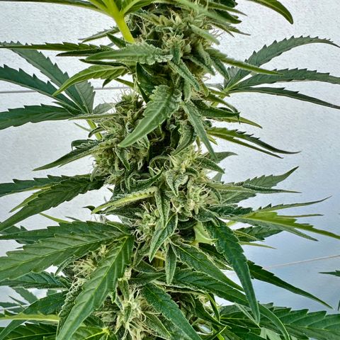 HulkBerry Automatic growlog photo: It should be ready for harvest in 2-3 weeks! 