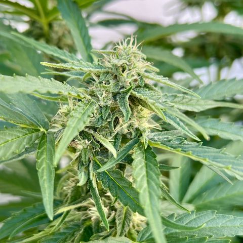 HulkBerry Automatic growlog photo: It should be ready for harvest in 2-3 weeks! 