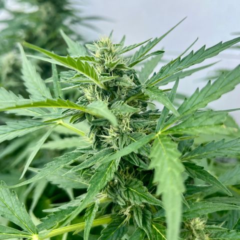 Sherbet Queen growlog timeline photo