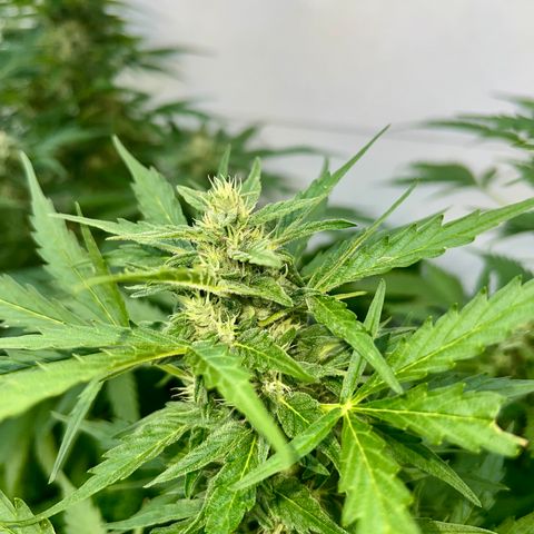 Sherbet Queen growlog timeline photo