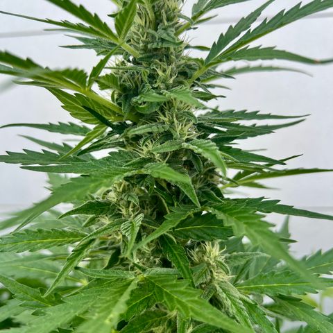 Sherbet Queen growlog timeline photo