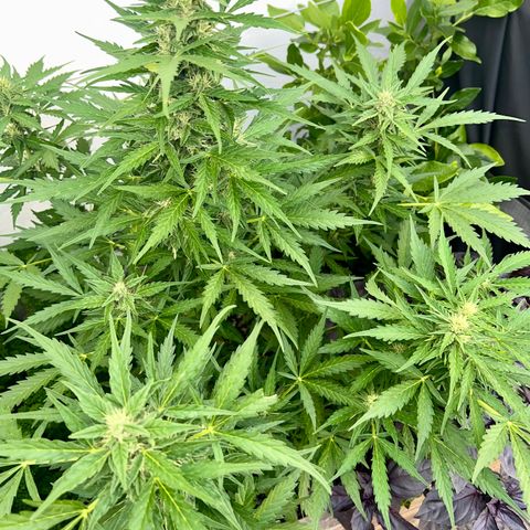 Sherbet Queen growlog timeline photo