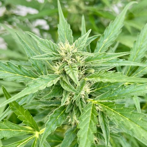 Sherbet Queen growlog timeline photo