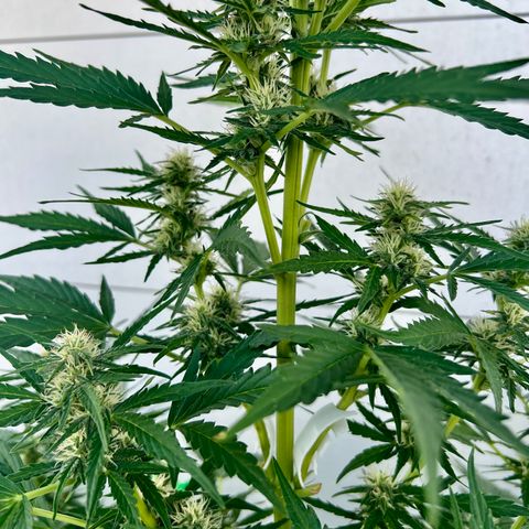 Purple Queen Automatic growlog timeline photo
