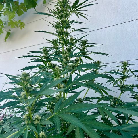 Purple Queen Automatic growlog timeline photo