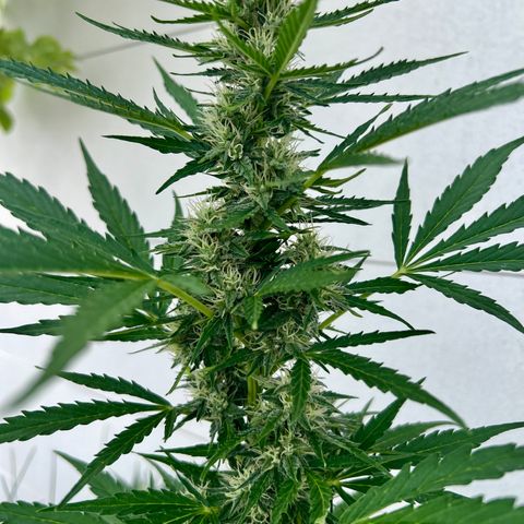 Purple Queen Automatic growlog timeline photo