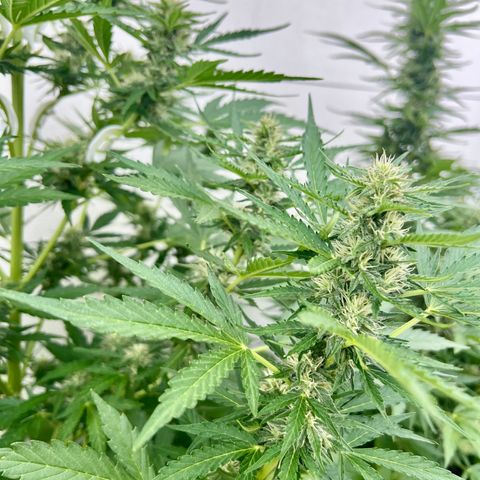 Purple Queen Automatic growlog timeline photo