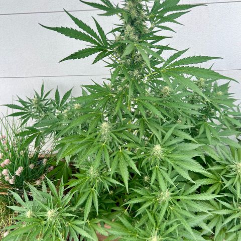 Purple Queen Automatic growlog timeline photo