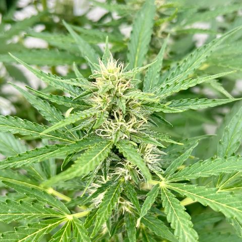 Purple Queen Automatic growlog timeline photo