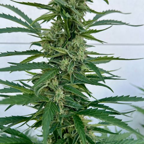 HulkBerry Automatic growlog timeline photo
