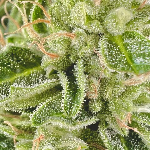 HulkBerry Automatic growlog timeline photo