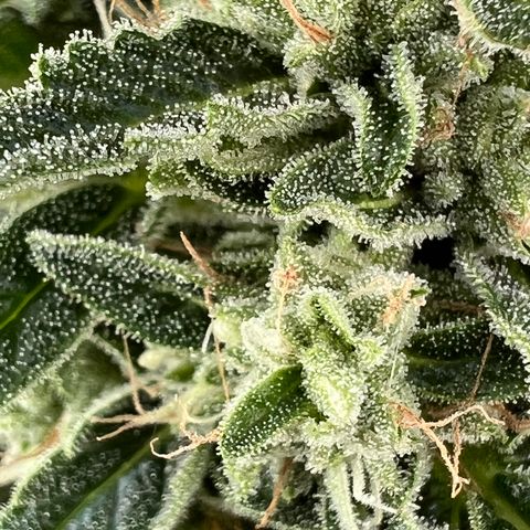 HulkBerry Automatic growlog timeline photo