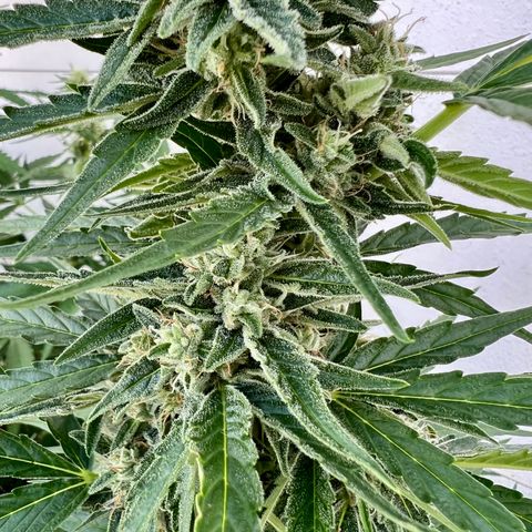 HulkBerry Automatic growlog timeline photo