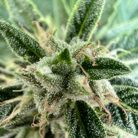 HulkBerry Automatic growlog timeline photo
