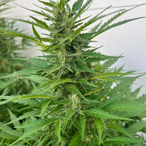 Sherbet Queen growlog timeline photo