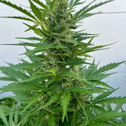Sherbet Queen growlog timeline photo