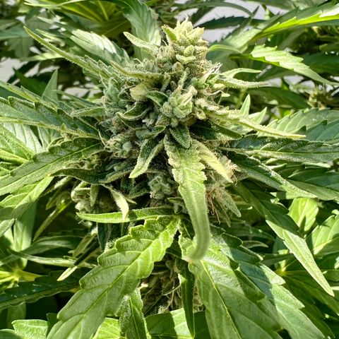 HulkBerry Automatic growlog timeline photo