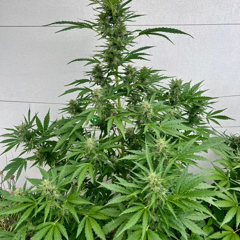 Purple Queen Automatic growlog timeline photo