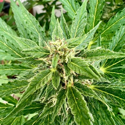Purple Queen Automatic growlog timeline photo