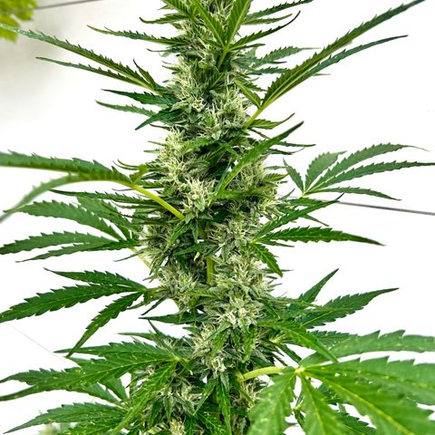 Purple Queen Automatic growlog timeline photo
