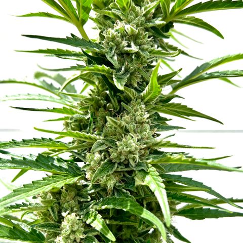 HulkBerry Automatic growlog timeline photo