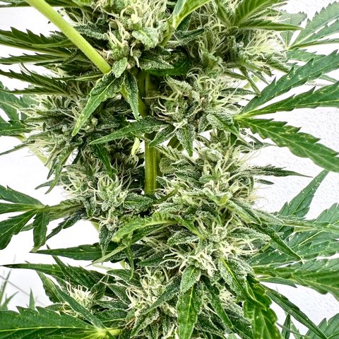 Purple Queen Automatic growlog timeline photo