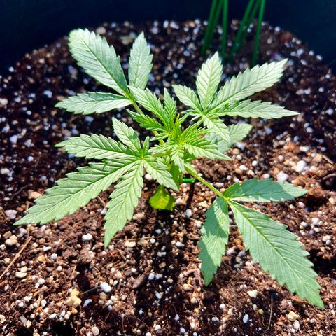 Royal Haze Automatic growlog timeline photo