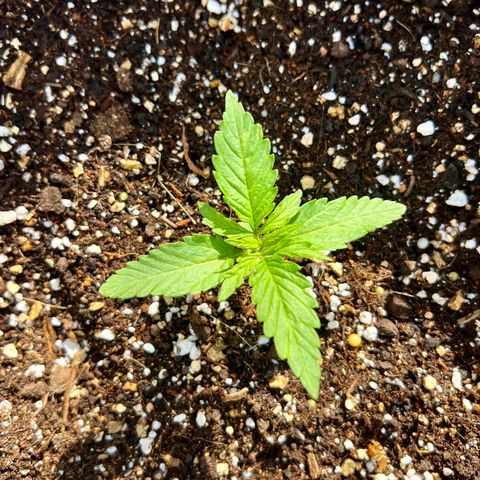Cookies Gelato Automatic growlog timeline photo